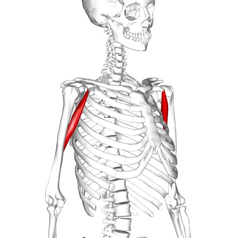 Coracobrachialis: coracoid process of scapula (origin) medial third border of humerus (insertion ...