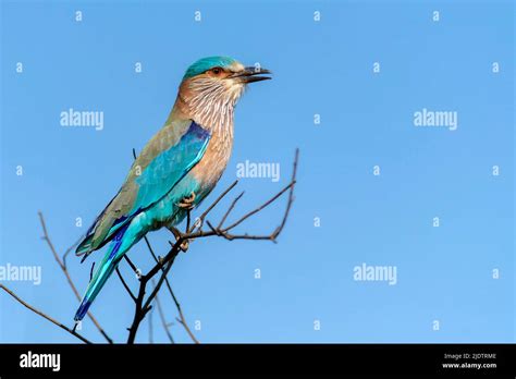 Indian Roller Coracias Benghalensis From Kanha National Park Madhya