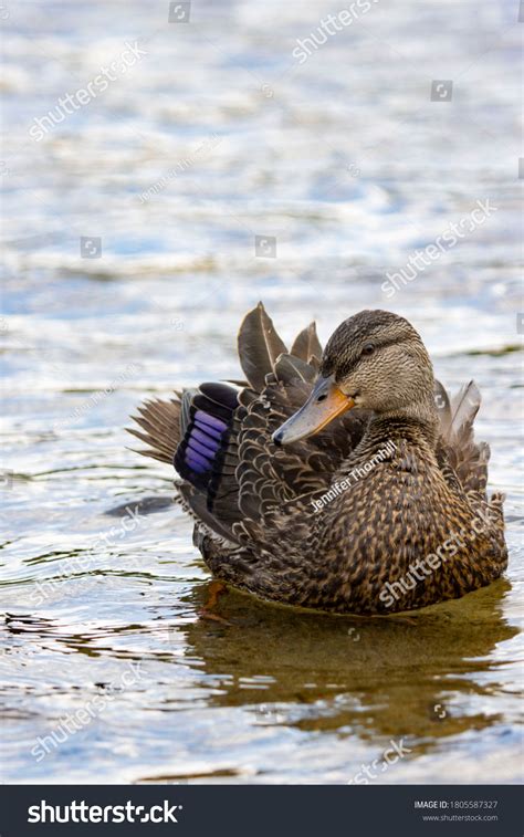 Female Black Duck Shallow Water Stock Photo 1805587327 Shutterstock