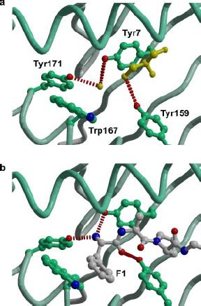 Interactions Stabilizing The H 2D B Peptide Binding Groove The Main