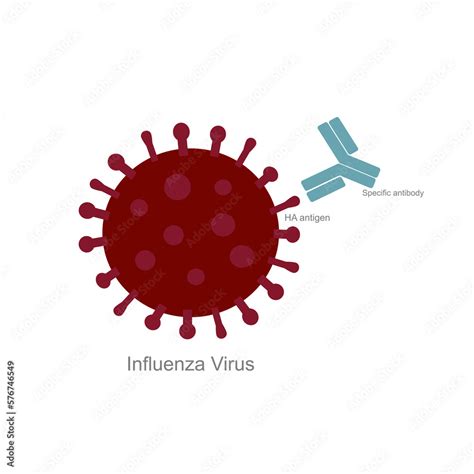 A Picture Represents The Specific Binding Between Viral Molecule Of