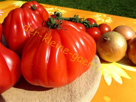 Ochsenherz Tomate Coeur De Boeuf 10 Samen Tomatensamen Kaufen