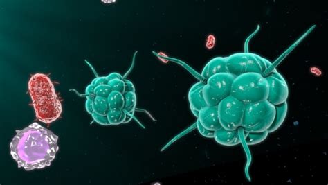 Key Protein Identified For Initiating Immune Response Against Cancer Cells