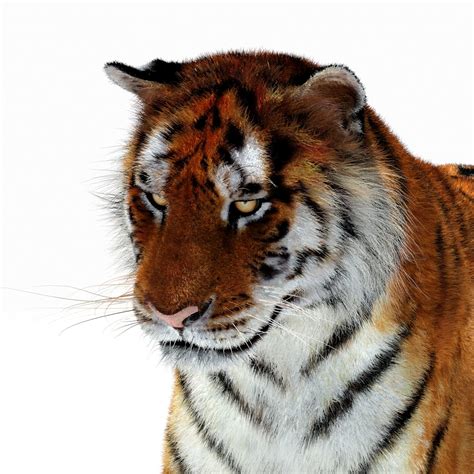 siberiantiger alabe sutrger 第10页 大山谷图库