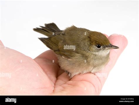 Un Oiseau Dans La Main Banque De Photographies Et Dimages Haute