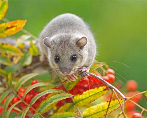 Edible dormouse guide: how to identify, when they were introduced to the UK, and what ...