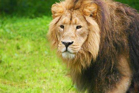 Lion Zoo Chesterzoo Chester - Free photo on Pixabay