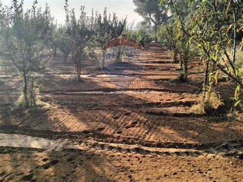 Terreno Agricolo C Da Piano Pistone Sn Caltagirone Rif