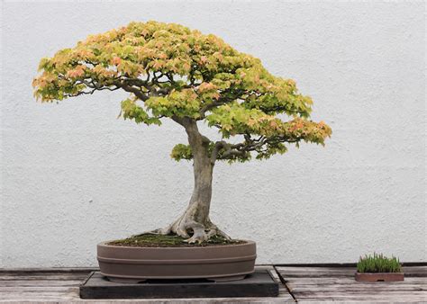 Filetrident Maple Bonsai 52 30 April 2012 Wikimedia Commons