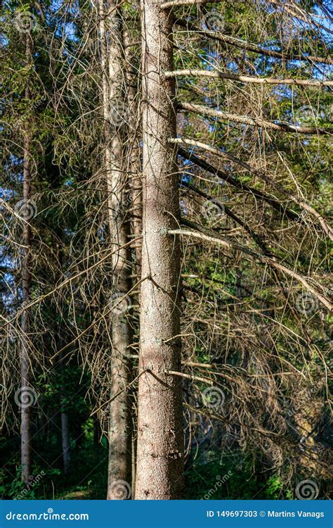 El Tronco De Rbol Viejo Seco Pisa Fuerte En Naturaleza Imagen De