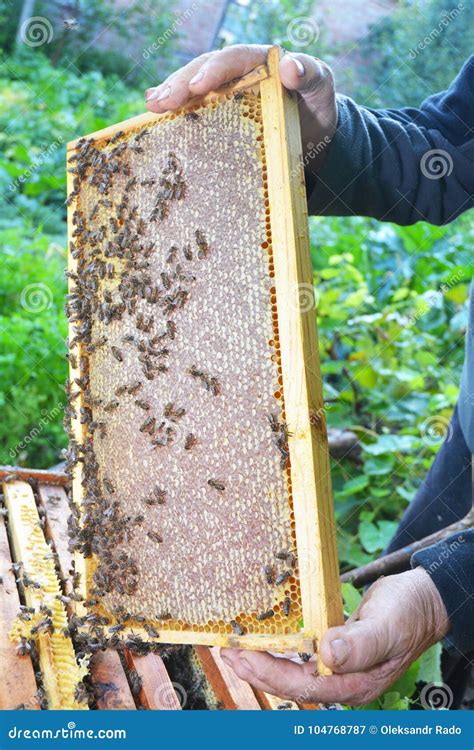 Raw Honeycomb Honeycomb Frame With Honey Bees In The Beekeeper Hand