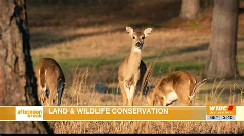 Expert Gives Tips On Land And Wildlife Conservation Youtube