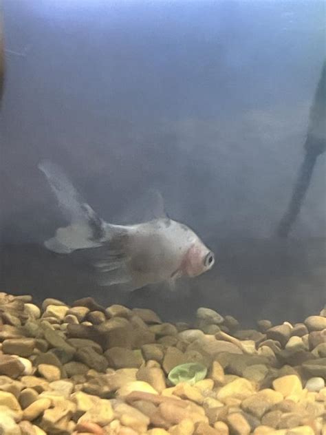 Pregnant Calico Goldfish