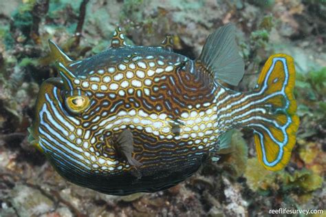 Aracana ornata - Ornate cowfish | Reef Life Survey