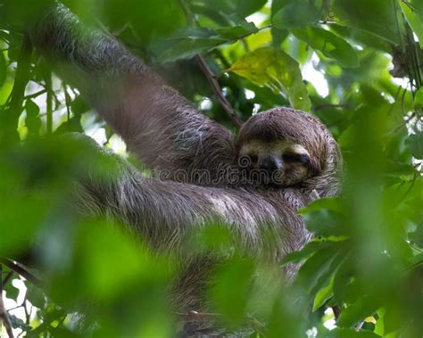 Seng Ngare I Costa Rica Fotografering F R Bildbyr Er Bild Av Angus