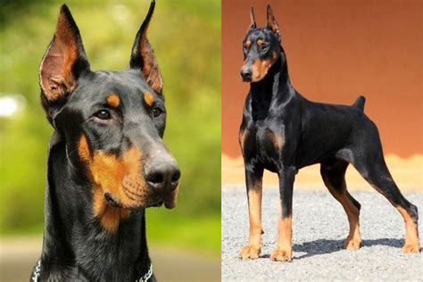 Son Los Dobermans Europeos Buenos Perros De Familia