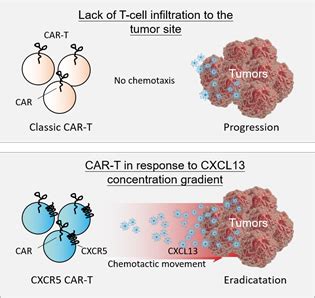 重磅实体瘤CAR T治疗新策略趋化受体CXCR5增强CAR T迁移 凤凰网