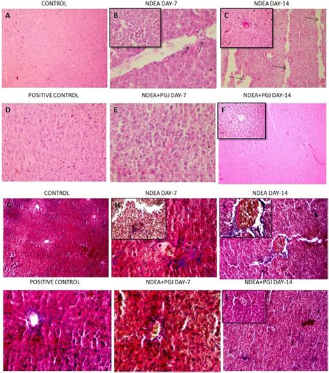 H E Staining Of Rat Liver A Normal Liver Architecture Observed In