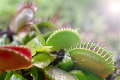 Flytrap predatório carnívoro de venus da planta muscipula do dionaea