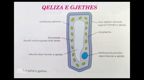 Biologji VII 1 Duke Shikuar Qeliza 2 Qeliza Bimore Te Specializuara