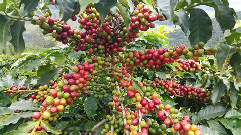 Contact | Brazilian Coffee Company