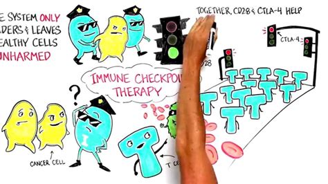 Immune Checkpoint Therapy Youtube