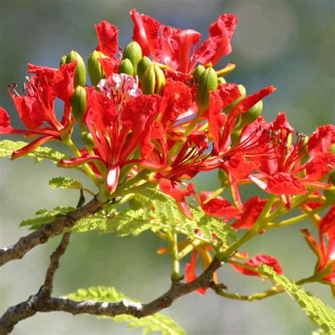 Delonix Regia 10 Seeds Fantastic Madagascar Royal Flame Tree