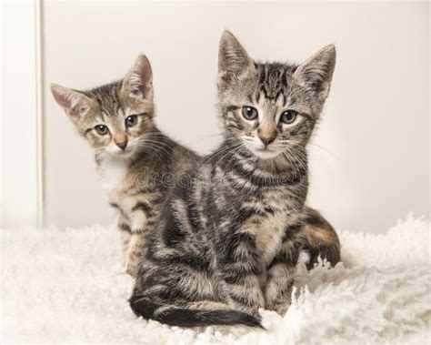 Dos Gatos Lindos Del Bebé Del Gato Atigrado Que Se Sientan Detrás De