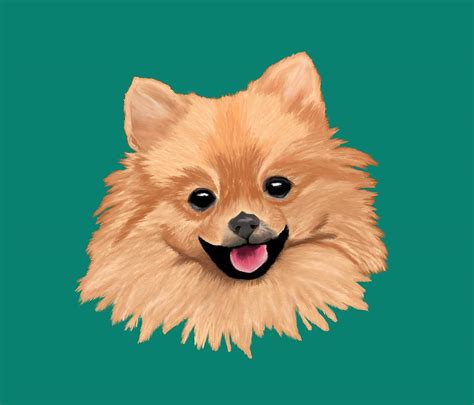 Pomeranian Drawing By Artistsquest Fine Art America