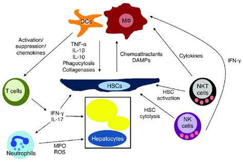 Immunopathogenesis Of Nonalcoholic Steatohepatitis NASH Interactions