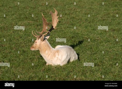 Fallow Deer Cervus Dama Captive Stock Photo Alamy