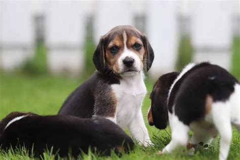 How Much Does A Pocket Beagle Cost A Comprehensive Guide