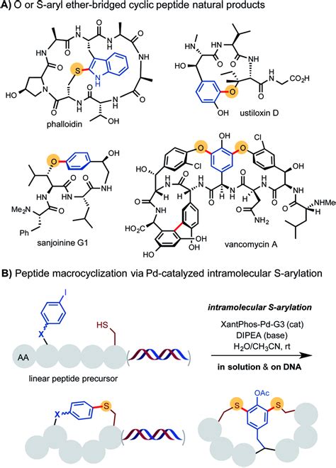 Construction Of S Aryl Ether Linked Peptide Macrocycles Download