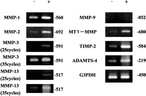 Phenotypic Characterization Of A Human Synovial Sarcoma Cell Line