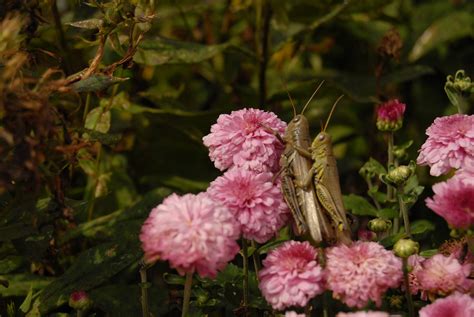 Heuschrecke Paarung Rosa Kostenloses Foto Auf Pixabay Pixabay