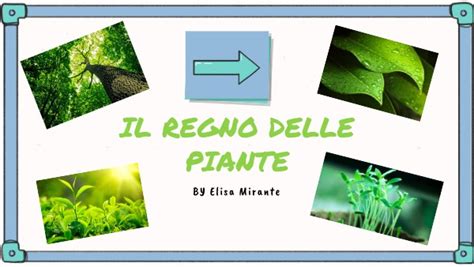 Regno Delle Piante