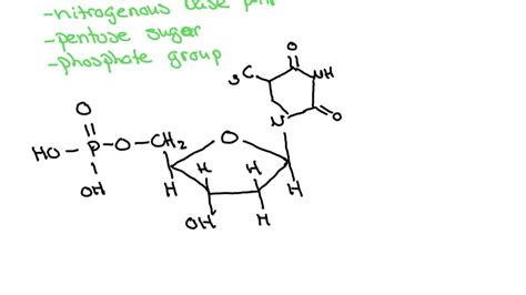 Draw the general structure of a nucleotide. Which parts are identical ...