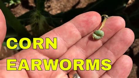 Controlling Earworms In Sweet Corn Youtube