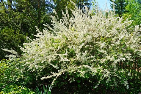 Bridal Wreath Spirea Everything You Need To Know