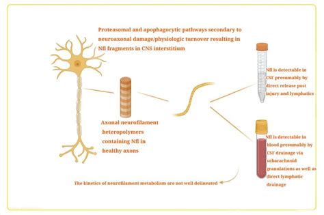 Neurofilament Light Chain Nfl Pathophysiology In Csf And Blood