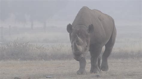 Monarto Safari Park Pictures At Dawn Daily Telegraph