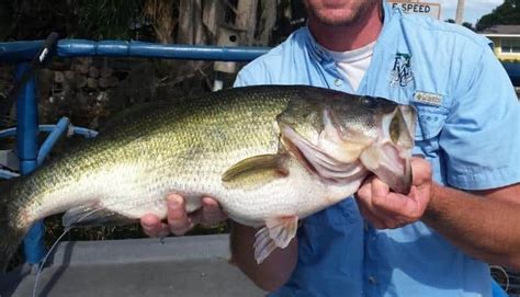 bass  teeth   surprise    surprise