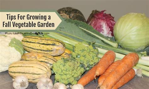 Tips For Growing A Fall Vegetable Garden