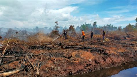 Kebakaran Hektare Lahan Gambut Di Nagan Raya Padam Petugas Fokus