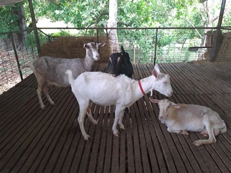 Caprinocultores Trabajan Para Regular La Producci N De Leche De Cabra