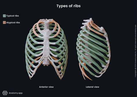 Ribs Encyclopedia Anatomy App Learn Anatomy D Models Articles