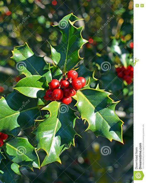 Christmas Holly Tree Closeup of Red Berries and Green Leaves Stock ...