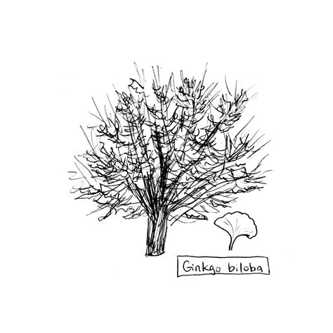 Ginkgo Tree Drawing at GetDrawings | Free download