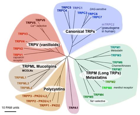 Transient Receptor Potential Channels Trp Introduction Bps Iuphar