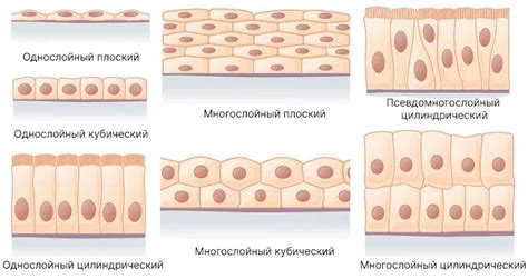 Схема эпителиальной ткани